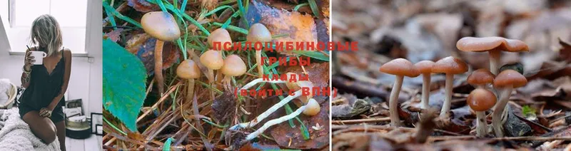 Галлюциногенные грибы MAGIC MUSHROOMS  Ельня 